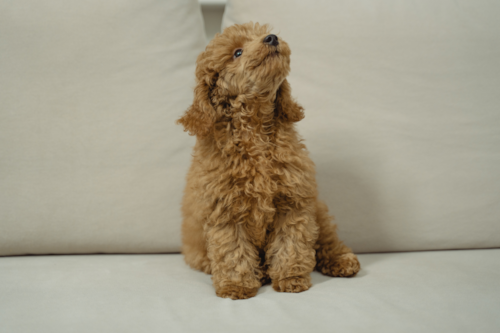 Maltipoo Puppy For Sale - Simply Southern Pups